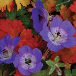 Rozanne® Cranesbill 2 Rozanne® Cranesbill -Great Garden Plants Shop geranium rozanne cranesbill 2