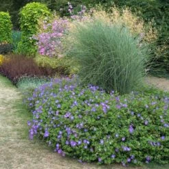 Rozanne® Cranesbill 3 Rozanne® Cranesbill -Great Garden Plants Shop geranium rozanne cranesbill 3