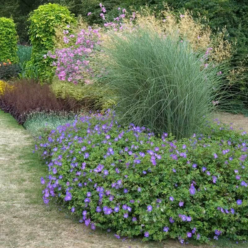 Rozanne® Cranesbill Rozanne® Cranesbill -Great Garden Plants Shop geranium rozanne cranesbill 3