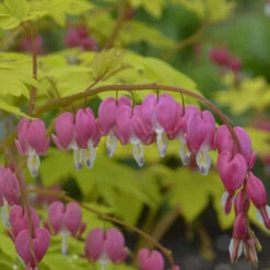 'Gold Heart' Bleeding Heart -Great Garden Plants Shop gold heart bleeding heart dicentra 3