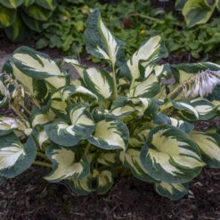 'Hans' Hosta -Great Garden Plants Shop hans hosta 3