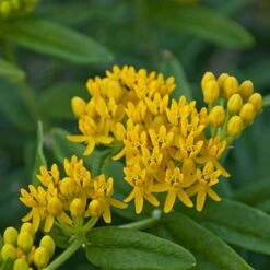 'Hello Yellow' Milkweed -Great Garden Plants Shop hello yellow milkweed 2