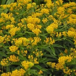 'Hello Yellow' Milkweed -Great Garden Plants Shop hello yellow milkweed 3