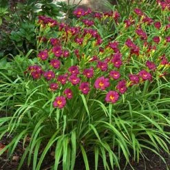 'Ruby Stella' Daylily -Great Garden Plants Shop hemerocallis ruby stella 3