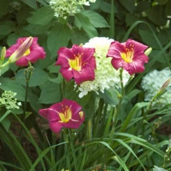 'Ruby Stella' Daylily -Great Garden Plants Shop hemerocallis ruby stella 4