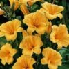 'Stella D'Oro' Daylily