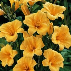 'Stella D'Oro' Daylily