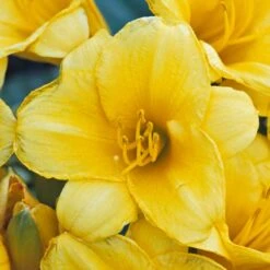 'Stella D'Oro' Daylily -Great Garden Plants Shop hemerocallis stella doro daylily 2
