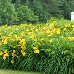 'Stella D'Oro' Daylily -Great Garden Plants Shop hemerocallis stella doro daylily 3
