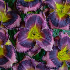 Rainbow Rhythm® 'Storm Shelter' Daylily -Great Garden Plants Shop hemerocallis storm shelter 2