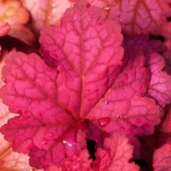 'Berry Smoothie' Coral Bells -Great Garden Plants Shop heuchera berry smoothie coral bells 3 786b0487 b5ec 4562 8813 9d5b97ed6c12 sw