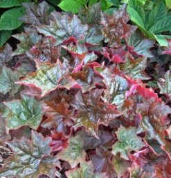'Palace Purple' Coral Bells