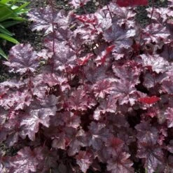 'Palace Purple' Coral Bells -Great Garden Plants Shop heuchera palace purple 3 sw