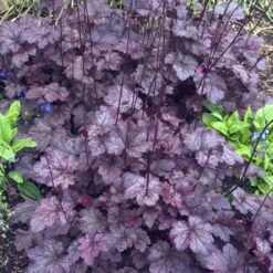 'Palace Purple' Coral Bells -Great Garden Plants Shop heuchera palace purple 4 sw