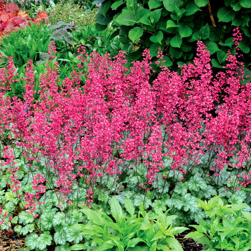 'Paris' Coral Bells 'Paris' Coral Bells -Great Garden Plants Shop heuchera paris coral bells 1