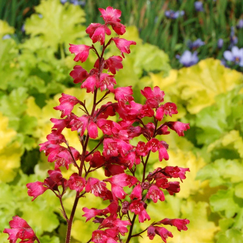 'Paris' Coral Bells 'Paris' Coral Bells -Great Garden Plants Shop heuchera paris coral bells 2