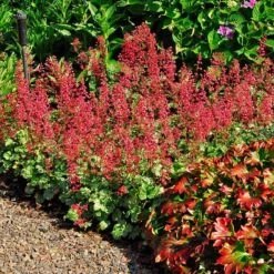 'Paris' Coral Bells 2 'Paris' Coral Bells -Great Garden Plants Shop heuchera paris coral bells 3