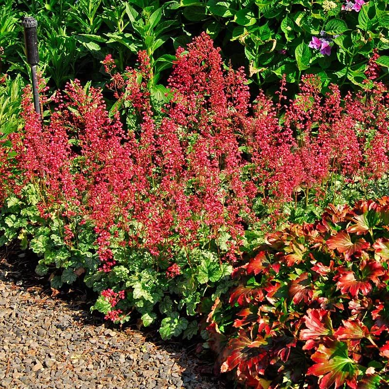 'Paris' Coral Bells 'Paris' Coral Bells -Great Garden Plants Shop heuchera paris coral bells 3