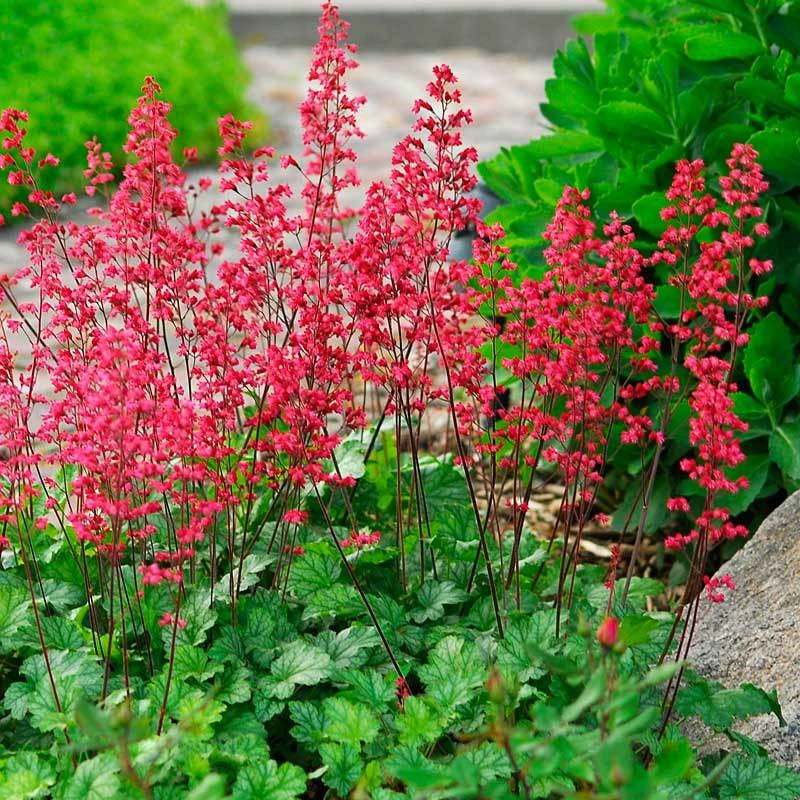 'Paris' Coral Bells 'Paris' Coral Bells -Great Garden Plants Shop heuchera paris coral bells 4