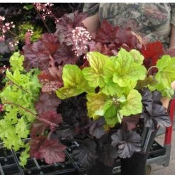 'Paris' Coral Bells 4 'Paris' Coral Bells -Great Garden Plants Shop heuchera paris coral bells 5
