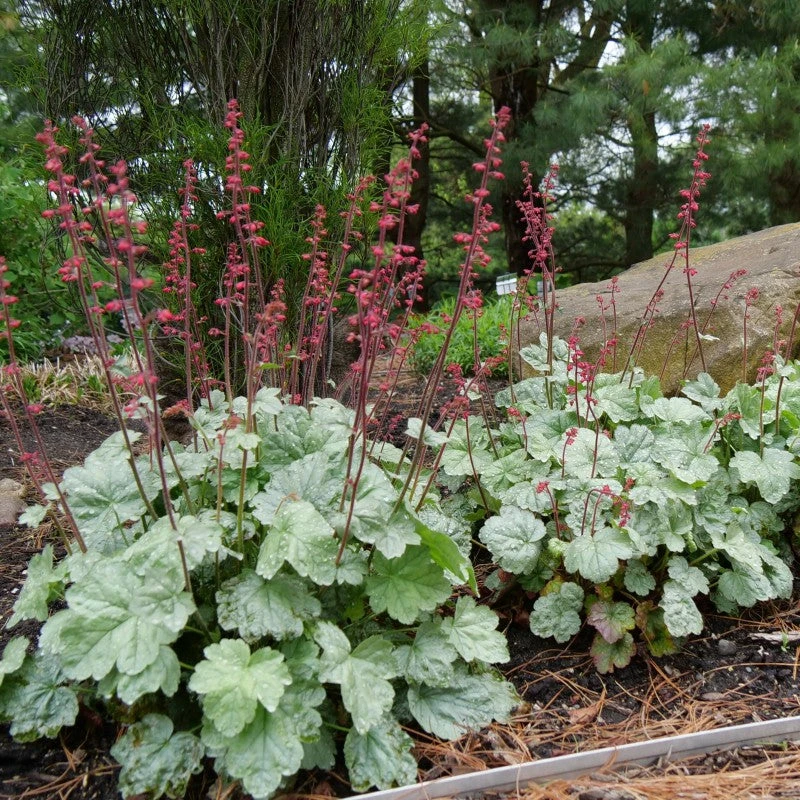 'Paris' Coral Bells 'Paris' Coral Bells -Great Garden Plants Shop heuchera paris coral bells 6