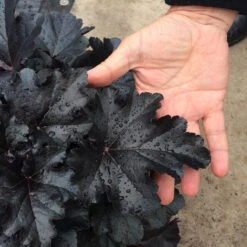 Primo® 'Black Pearl' Coral Bells -Great Garden Plants Shop heuchera primo black pearl coral bells 3