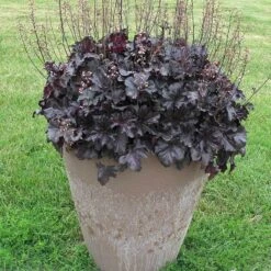 Primo® 'Black Pearl' Coral Bells -Great Garden Plants Shop heuchera primo black pearl coral bells 4