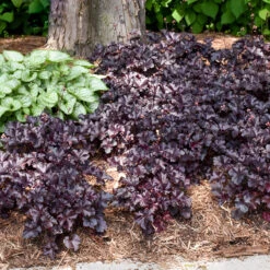Primo® 'Black Pearl' Coral Bells -Great Garden Plants Shop heuchera primo black pearl coral bells 5