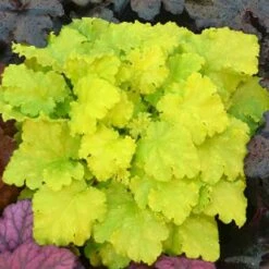 'Twist Of Lime' Coral Bells -Great Garden Plants Shop heuchera twist of lime 3