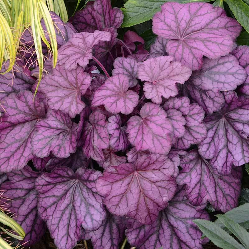 Primo® 'Wild Rose' Coral Bells Primo® 'Wild Rose' Coral Bells -Great Garden Plants Shop heuchera wild rose 4