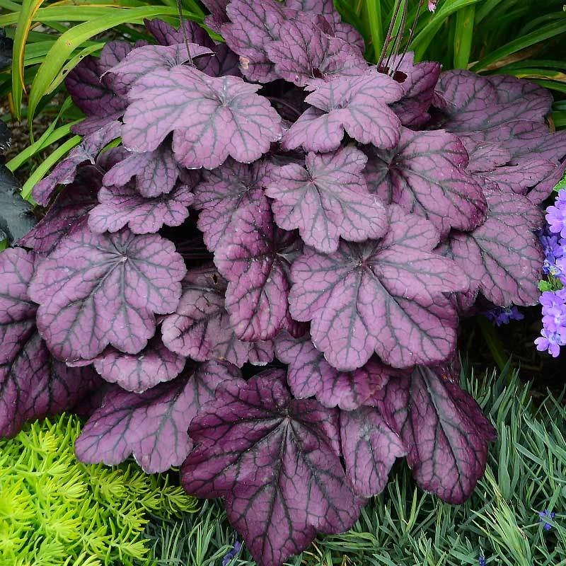 Primo® 'Wild Rose' Coral Bells Primo® 'Wild Rose' Coral Bells -Great Garden Plants Shop heuchera wild rose 5