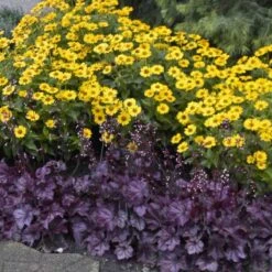 Primo® 'Wild Rose' Coral Bells 2 Primo® 'Wild Rose' Coral Bells -Great Garden Plants Shop heuchera wild rose 6