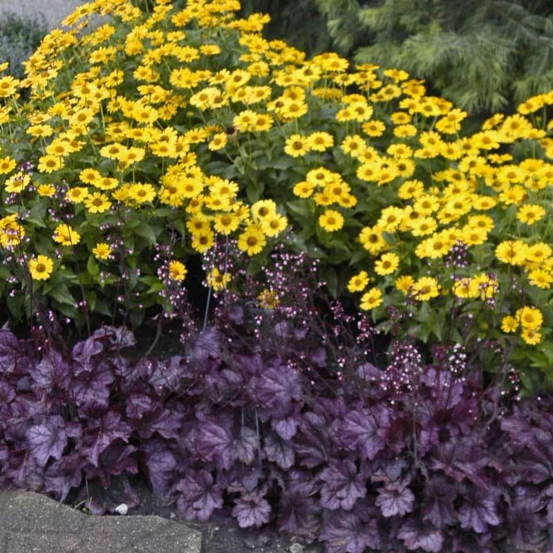 Primo® 'Wild Rose' Coral Bells Primo® 'Wild Rose' Coral Bells -Great Garden Plants Shop heuchera wild rose 6