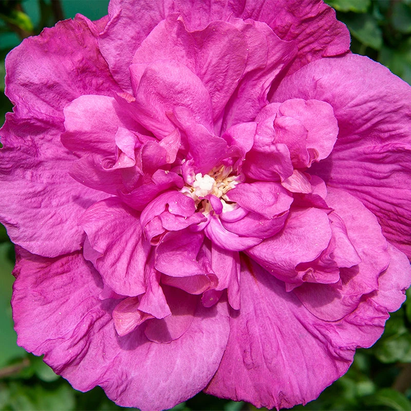 Magenta Chiffon® Rose of Sharon Magenta Chiffon® Rose Of Sharon -Great Garden Plants Shop hibiscus magenta chiffon 1