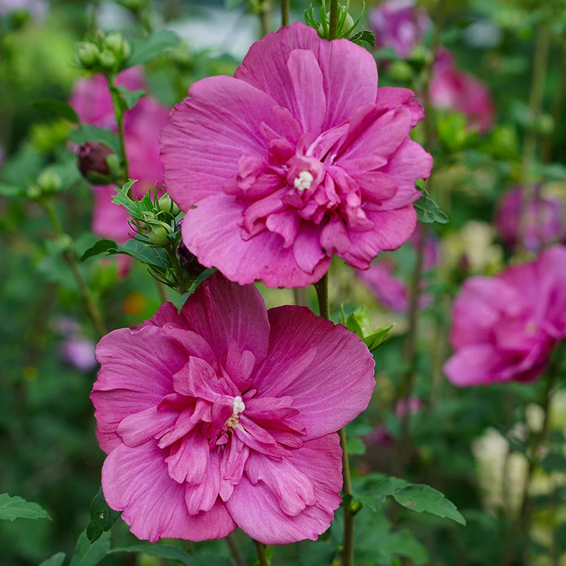 Magenta Chiffon® Rose of Sharon Magenta Chiffon® Rose Of Sharon -Great Garden Plants Shop hibiscus magenta chiffon 2