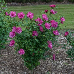 Magenta Chiffon® Rose Of Sharon 2 Magenta Chiffon® Rose Of Sharon -Great Garden Plants Shop hibiscus magenta chiffon 3