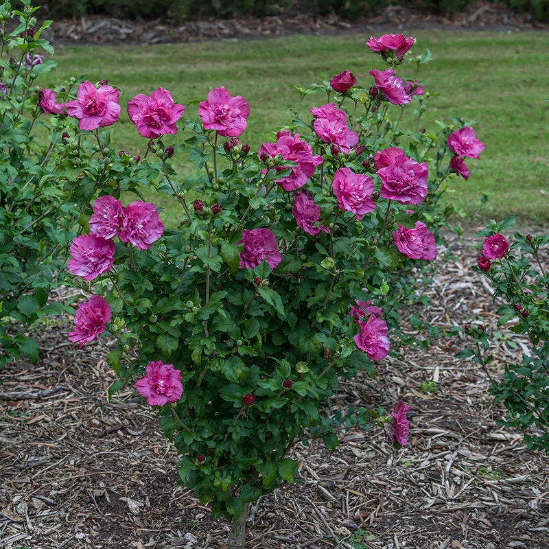 Magenta Chiffon® Rose of Sharon Magenta Chiffon® Rose Of Sharon -Great Garden Plants Shop hibiscus magenta chiffon 3