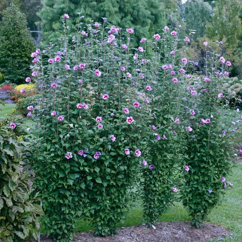 Purple Pillar® Rose of Sharon Purple Pillar® Rose Of Sharon -Great Garden Plants Shop hibiscus purple pillar 1