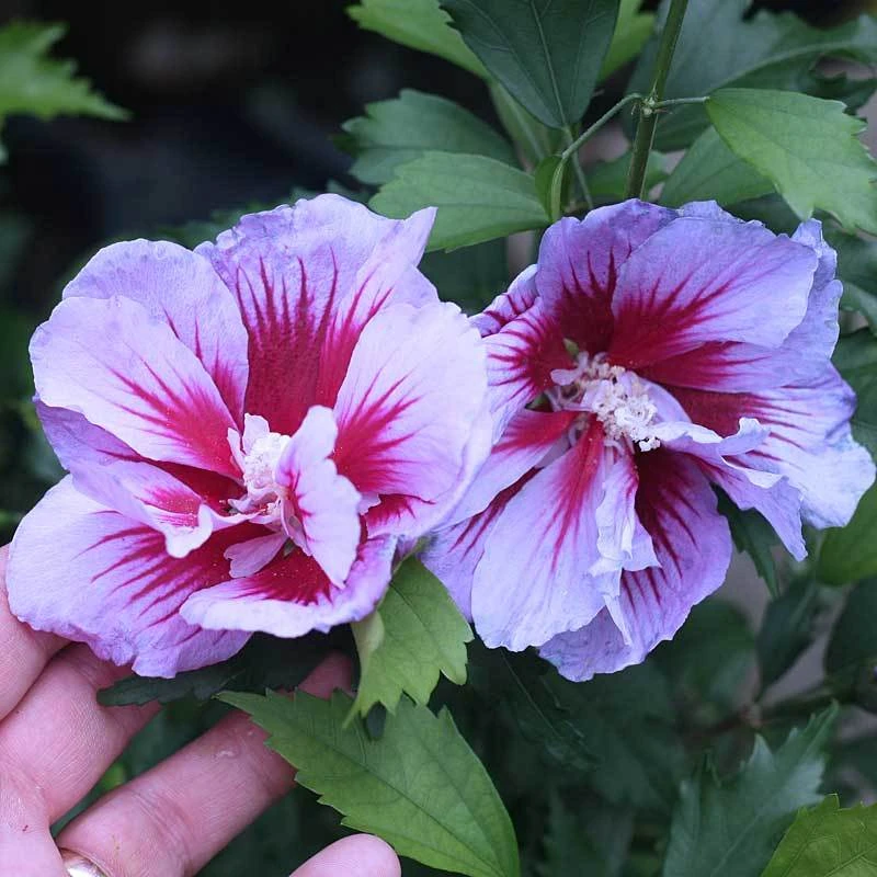 Purple Pillar® Rose of Sharon Purple Pillar® Rose Of Sharon -Great Garden Plants Shop hibiscus purple pillar 2