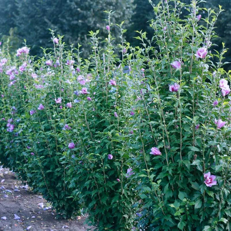 Purple Pillar® Rose of Sharon Purple Pillar® Rose Of Sharon -Great Garden Plants Shop hibiscus purple pillar 3