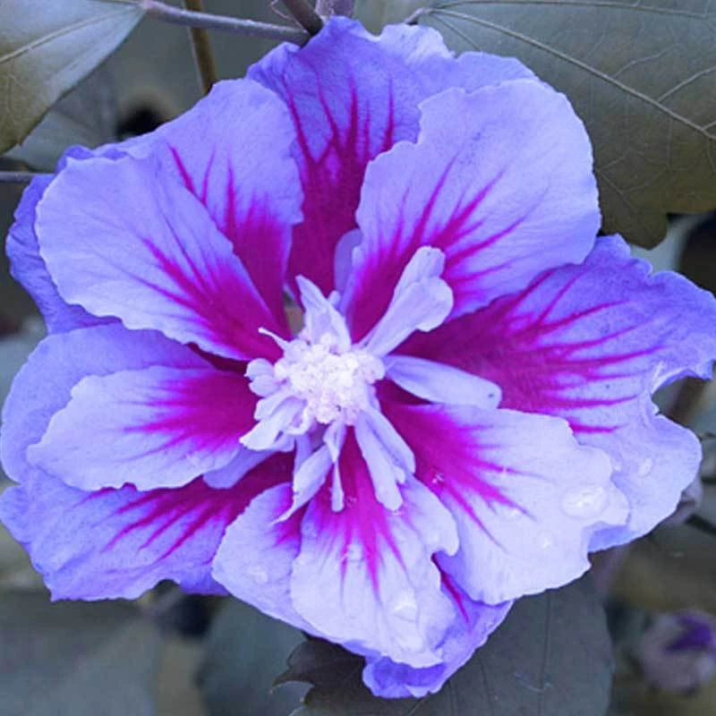 Purple Pillar® Rose of Sharon Purple Pillar® Rose Of Sharon -Great Garden Plants Shop hibiscus purple pillar 4
