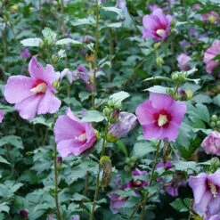 Purple Satin® Rose Of Sharon -Great Garden Plants Shop hibiscus purple satin 3