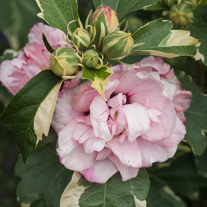 Sugar Tip® Rose of Sharon Sugar Tip® Rose Of Sharon -Great Garden Plants Shop hibiscus sugar tip 2