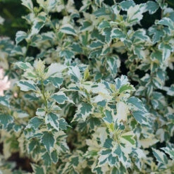 Sugar Tip® Rose Of Sharon 3 Sugar Tip® Rose Of Sharon -Great Garden Plants Shop hibiscus sugar tip 4