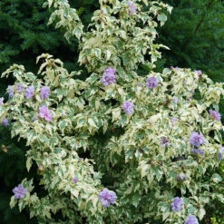 Sugar Tip® Gold Rose Of Sharon -Great Garden Plants Shop hibiscus sugar tip gold 3