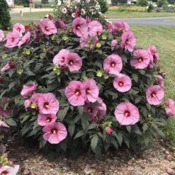 Summerific® 'Berry Awesome' Perennial Hibiscus -Great Garden Plants Shop hibiscus summerific berry awesome 4 sw