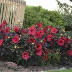 Summerific® 'Holy Grail' Perennial Hibiscus -Great Garden Plants Shop hibiscus summerific holy grail 4 sw