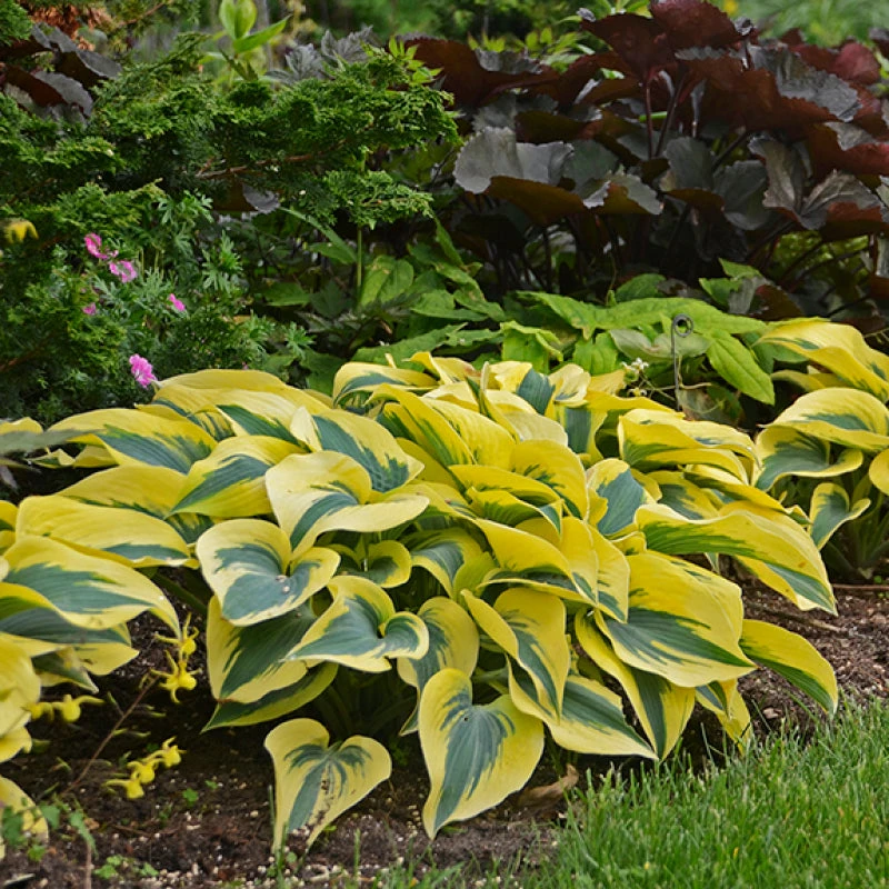 Shadowland® 'Autumn Frost' Hosta Shadowland® 'Autumn Frost' Hosta -Great Garden Plants Shop hosta autumn frost 2
