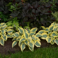 Shadowland® 'Autumn Frost' Hosta 2 Shadowland® 'Autumn Frost' Hosta -Great Garden Plants Shop hosta autumn frost 3