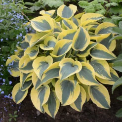 Shadowland® 'Autumn Frost' Hosta 3 Shadowland® 'Autumn Frost' Hosta -Great Garden Plants Shop hosta autumn frost 4
